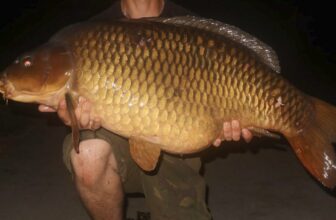 Daiwa Fish of the Week Entries 2024 #37 Common Carp, Bull Huss, Salmon, Ferox, Perch, Monkfish, Brown Trout, Black Bream, Skate, Pike, Dover Sole, Tiger Trout, Bass, Flapper Skate