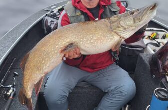 Returning US angler does it again with big pike, perch and trout on Lough Derg | Fishing in Ireland