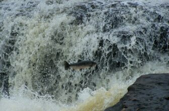 Norway Limits Wild Salmon Fishing