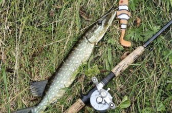 Inny alive with jacks for Midlands Fishing | Fishing in Ireland