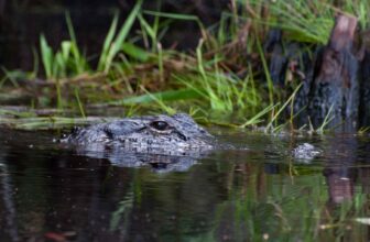 USFWS seeks to expand Okefenokee National Wildlife Refuge | Hatch Magazine