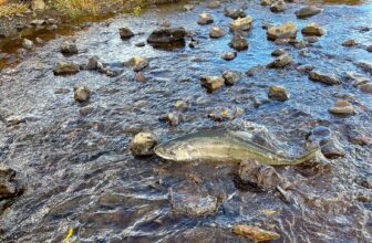 First salmon in 112 years return to upper Klamath River | Hatch Magazine