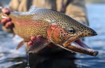 Fly fishing Patagonia’s lakes for brown and rainbow trout | Hatch Magazine