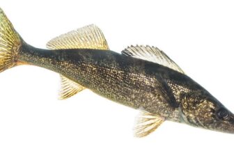 Idaho’s Walleye Problem | MidCurrent