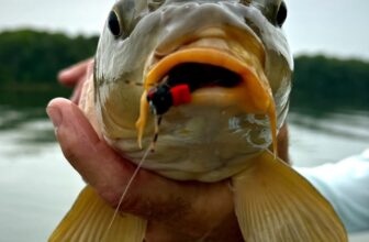 Do Your Homework NOW for CICADA MADNESS!!!