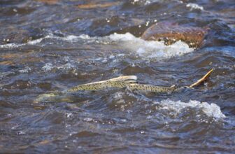 Salmon have returned above the Klamath River dams. Now what? | Hatch Magazine