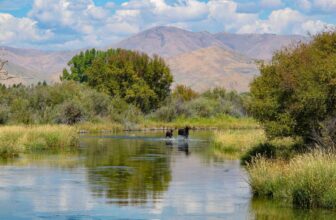 Fishing Silver Creek | Hatch Magazine