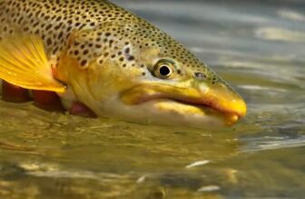 Story: A Fish Named Dave