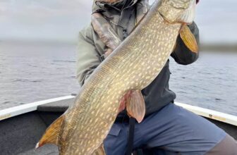 Pike are still biting in Boyle | Fishing in Ireland