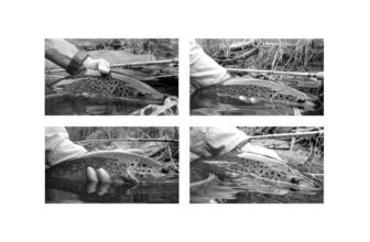 A fish named Dave | Hatch Magazine