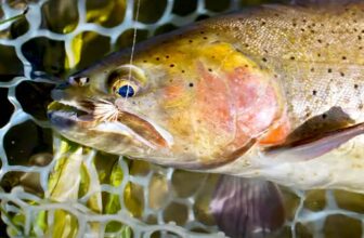 What Counts as Fly Fishing?