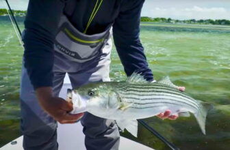 Chesapeake Bay Striped Bass Population Down Again