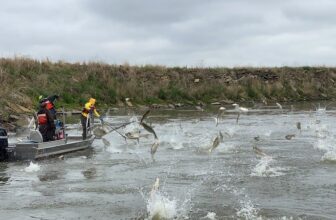 Pollution May be Stalling Carp Invasion