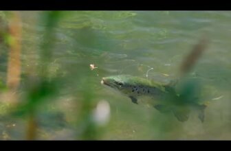 FLYLIFE – Your Moment of Trout on Hoppers Zen