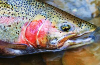 Skwala to donate 25 percent of profits to the Wild Steelhead Coalition | Hatch Magazine