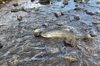 What’s Next for Klamath Salmon