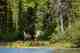 Photo: Earl Harper. fly fishing canadian rockies - northern rockies adventures