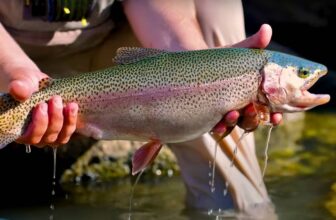 Lani Waller’s “Grasshopper Bridge” | MidCurrent