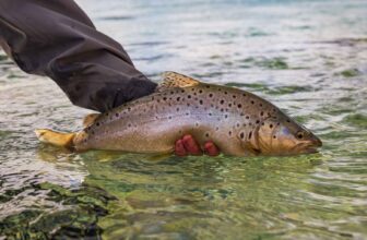 Britain’s brown trout could be gone by 2080 | Hatch Magazine