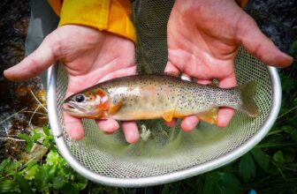 Colorado native trout found reproducing in new home waters | Hatch Magazine
