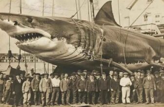 Fish and wildlife bullsh*t | Hatch Magazine