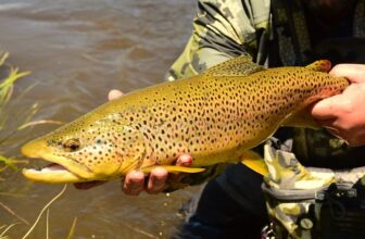 Fly Fishing Is a Craze in Britain