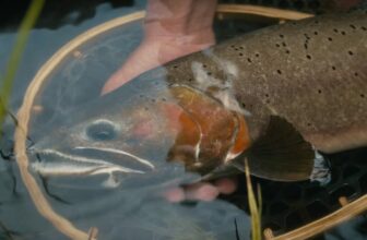 Video: The Incredible Story of Utah’s Giant Trout