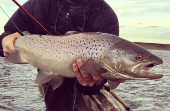 A down-and-dirty nymph with a royal name | Hatch Magazine