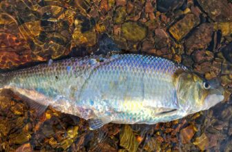 Shad camp | Hatch Magazine