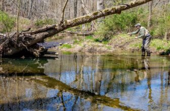 Dear Sycamore Brook | Hatch Magazine