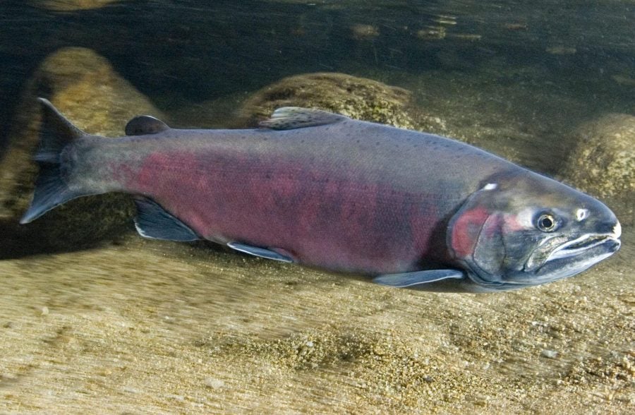 Coho Salmon Returning to California’s Mendocito County