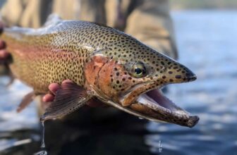 Lake derangement syndrome | Hatch Magazine