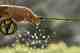 The Redington EDC fly rod (photo: Far Bank Enterprises). redington edc