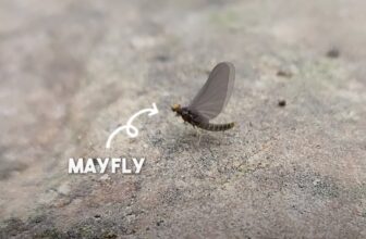 Video: A Primer About Mayflies