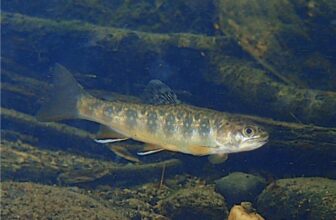 Bringing “Salter” Brook Trout Back to Cape Cod