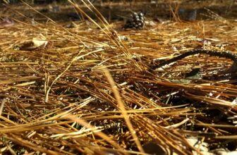 Burn pile | Hatch Magazine