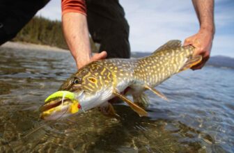 What makes a pike fly great? | Hatch Magazine