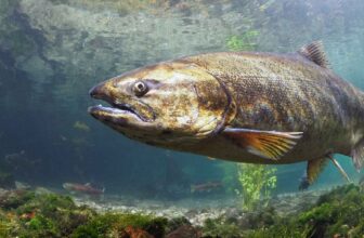 Second round of NOAA firings put fish species at risk | Hatch Magazine