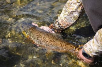 The beasts of the Bighorn | Hatch Magazine