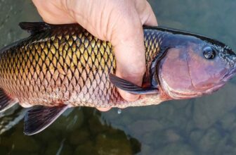 Redemption for the “Failure Fish”