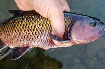 Redemption for the 'failure fish'