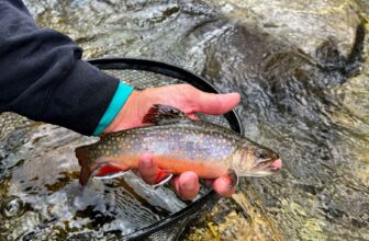 After the flood: Life and fishing in western N.C. post-Hurricane Helene | Hatch Magazine