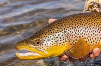 The Beasts of the Bighorn