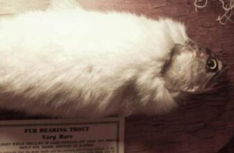 Fur-Bearing Trout: Fact or Fantasy?