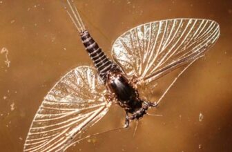 A Primer on Basic Insect Identification for Fly Fishers
