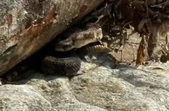 North Carolina Fly Fisher Rescued After Suffering a Venomous Snake Bite