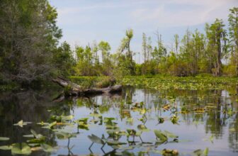 Land purchase halts controversial mine near the Okefenokee National Wildlife Refuge | Hatch Magazine