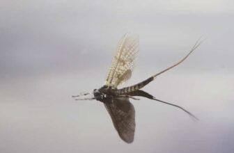 Video: A Journey Through the Swedish Taiga