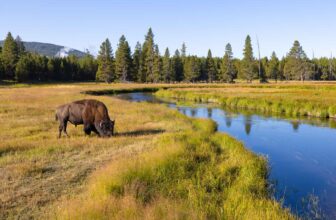‘Hoot owl’ restrictions in Montana, Yellowstone National Park start before the first day of summer | Hatch Magazine