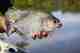 piranha fly fishing